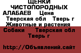 ЩЕНКИ ЧИСТОПОРОДНЫХ АЛАБАЕВ. › Цена ­ 25 000 - Тверская обл., Тверь г. Животные и растения » Собаки   . Тверская обл.,Тверь г.